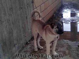 ASİL KANGAL KÖPEĞİ (KARA KILÇIK)