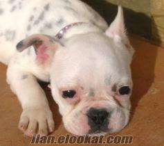 %100 ORGINAL DİŞİ FRENCH BULLDOG YAVRU