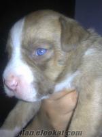 yavru köpek satılık mavi gözlü boxer kurt cinsi...