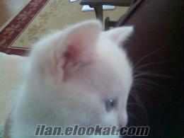 antalya/manavgat sahibinden satılık van kedisi ERKEK adı sütlaç