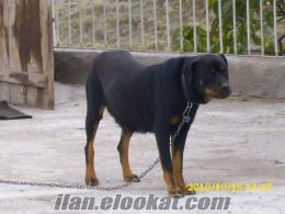 Ortahisarda rottweiler yavruları