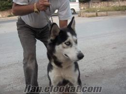 adana satılık sibirya kurdu sibirya kurdu(Husky)mavi gözlü