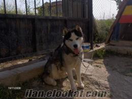 yalova 'dan satılık erkek husky