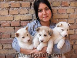 süs köpek ilanları KARACA DOG KÖPEK PANSİYONU