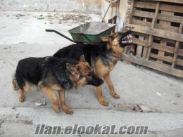 kurt köpek ilanları ALMAN KURT ÖZEL YETİŞMİŞ ALAN KORUMA BEKÇİ KÖPEKLERİ KARACA DOGDAN