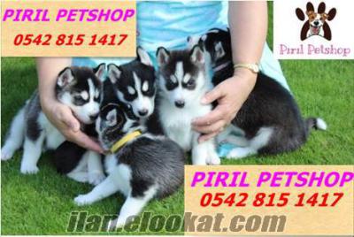 SATILIK HUSKY YAVRULARI PIRIL PETSHOP