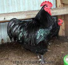 damızlık tavuk yumurtası "AUSTRALORP CİVCİV VE YARKALAR yarkalar