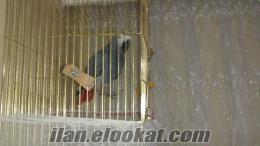 istanbul Sultanbeyli den satılık jako papağan