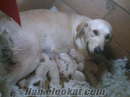 bursada satılık golden retriever yavruları