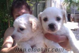 satılık tea cup terrier yavruları
