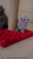 Lilac ve Blue Scottish Fold Yavrular