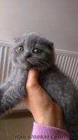 Blue ve Lilac Scottish Fold Yavrular