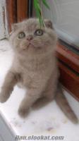 Scottish Fold Lilac ve Blue Yavrular