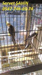 süper sultan papağanları
