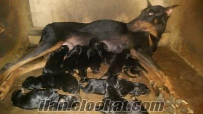 SAF DOBERMAN YAVRULARI