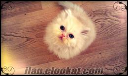 Antalya İran kedisi-Chincilla cinsi 2 aylık yavrular