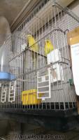 satılık muhabbet kuşları jumbo hollanda ıngılız yerlı ve yaavruları