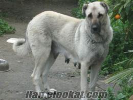 kangal yavrusu 6 aylık