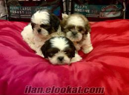 ---OBEN PET CLUB den SHIH TZU YAVRULARI---