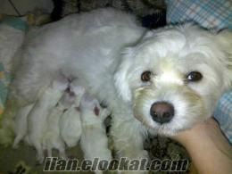 KONYADA SAHİBİNDEN MALTESE TERRIER