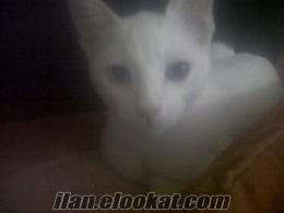 Antalya kayıp van kedisi