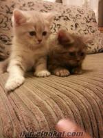 Satılık British Shorthair ve Scottish fold yavruları