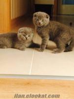 Ev ortamından scottish fold