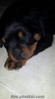 mükemmel kalitede dişi rottweiler