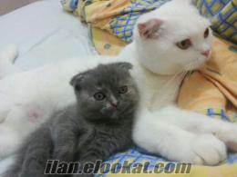 Blue Scottish fold dişi