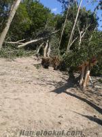 Satılık yıkılmış kavak ağacı 8 yaşında