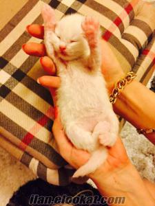  istanbulda sahibinden satılık iran-chinchilla kedisi