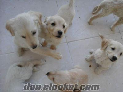 nazilli köpek Safkan Bebek Yüz Golden Retriever Yavrular