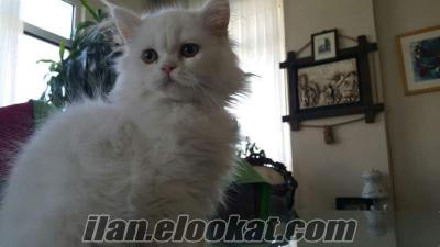 erkek beyaz yavru chinchilla kedi
