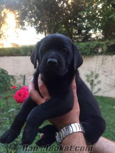 Safkan Siyah Labrador Ankara