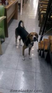 antalya beagle Antalya Alanya köpek ilanı