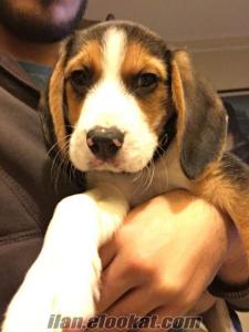 Ankara Balgat beagle