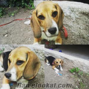 beagle tuvalet eğitimi var