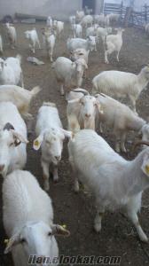 keçilerin Toptan satılık saanen süt keçisi ve çebişi