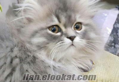 orjinal silver chinchilla yavru kedi