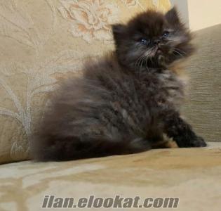 2 aylık yavru orjinal İran kedileri.