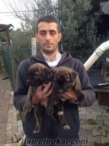 presa canario Yalova