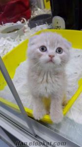 istanbulda satılık scottish fold kedisi