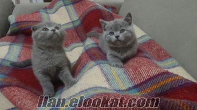 Scottish fold british shorthair ev kedisi yavruları