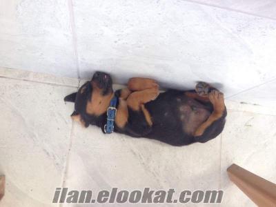 Satılık erkek Rottweiler Antalya Manavgat