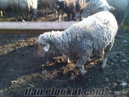 merinos koyun damizlik merinos koyun damizlik