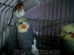 afyon içi satılık erkek cinemon gri sultan papağanı