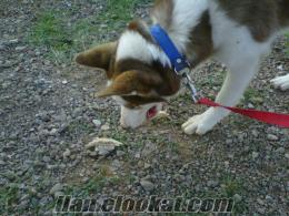 kocaeliden sahibinden satılık husky (sibirya kurdu)