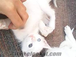 Bir bucuk aylık renkli gözlü Van kedisi