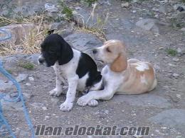 Ankara da sahibinden satılık alman pointer av köpeği yavruları