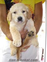 beş aylık Golden retriever yavrulari